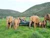 The Homestead at Kariega - Game Drive 